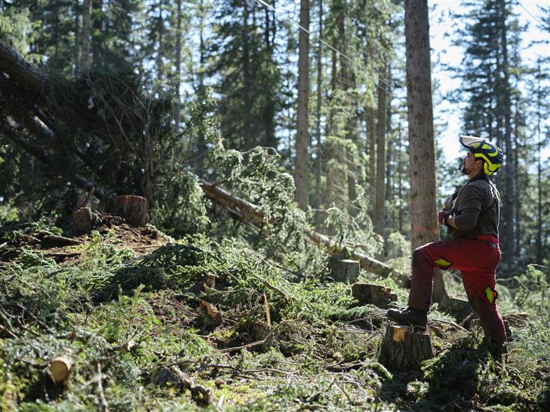 Skogshuggare står och tittar uppåt i skogen